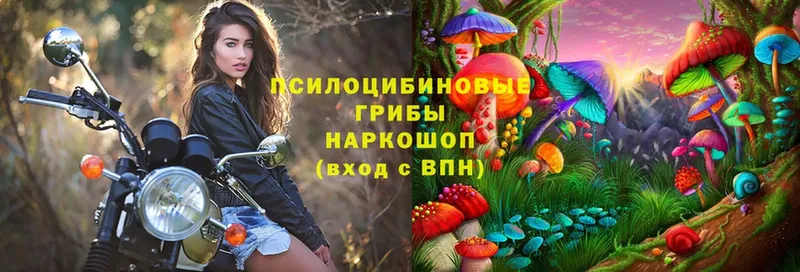 Галлюциногенные грибы Psilocybine cubensis  Северодвинск 